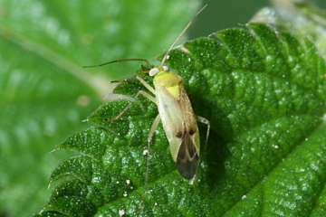 Lygocoris contaminatus