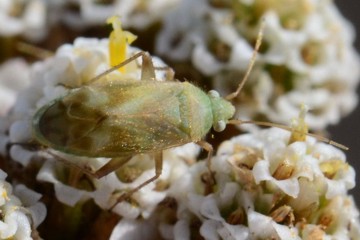 Megalocoleus molliculus