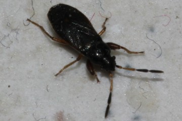 Megalonotus antennatus