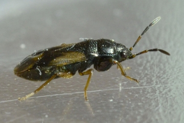 Megalonotus praetextatus