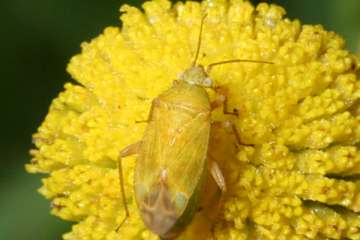 Megalocoleus tanaceti