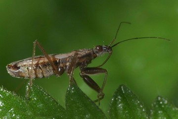 Nabis pseudoferus