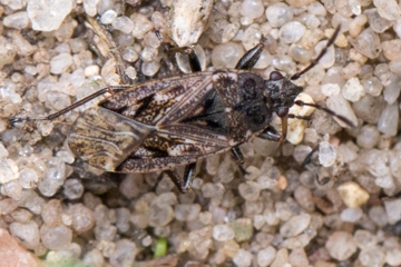 Sphragisticus nebulosus