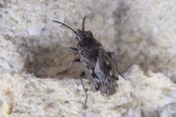 Sphragisticus nebulosus