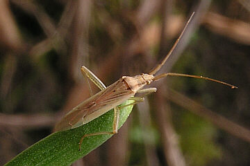 Notostira elongata