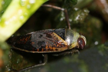 Gefleckter Rückenschwimmer