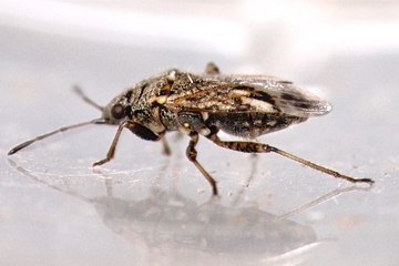 Nysius huttoni