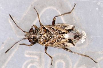 Nysius huttoni