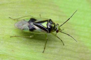 Orthops campestris