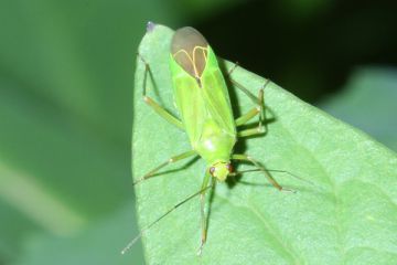 Orthotylus flavinervis