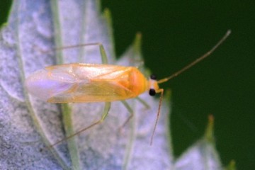 Orthotylus tenellus