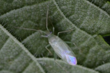 Orthotylus viridinervis