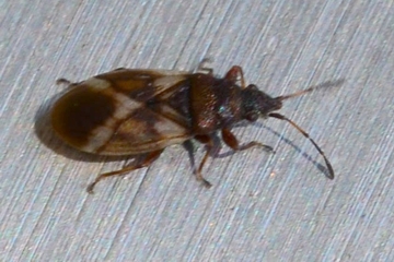 Oxycarenus modestus