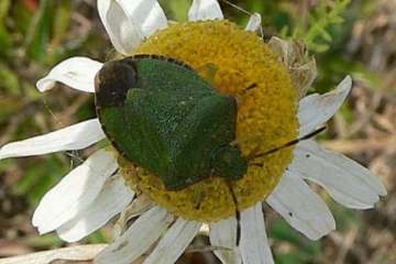 Palomena viridissima