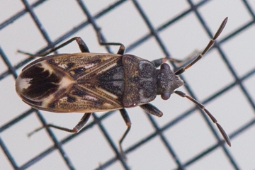 Peritrechus lundii