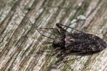 Phytocoris populi