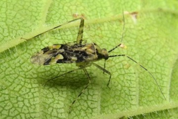 Phytocoris tiliae