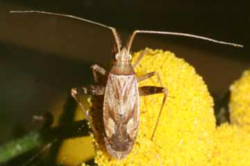 Phytocoris varipes