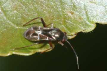 Pilophorus clavatus