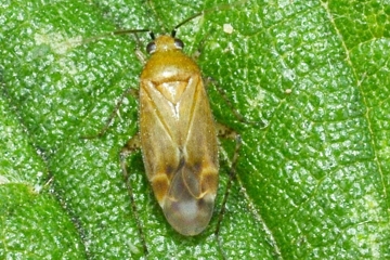 Plagiognathus fulvipennis