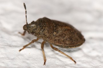 Podops inunctus