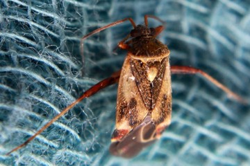 Polymerus unifasciatus