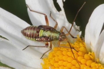 Rotgefleckte Weichwanze