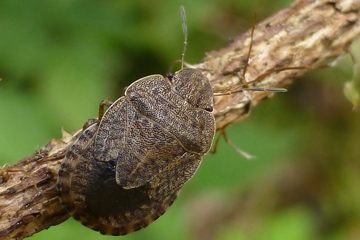 Sciocoris homalonotus