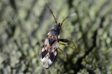 Scolopostethus decoratus