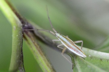 Stenodema laevigata