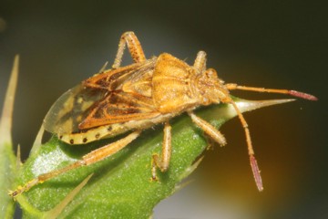 Stictopleurus abutilon