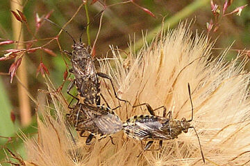 Stictopleurus punctatonervosus