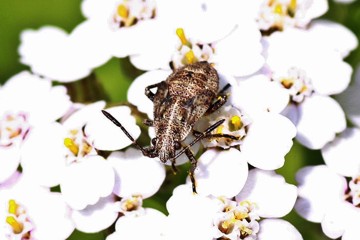 Stictopleurus punctatonervosus