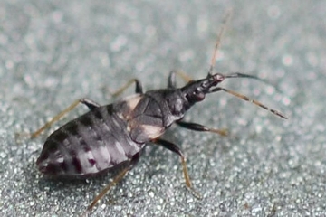 Temnostethus gracilis