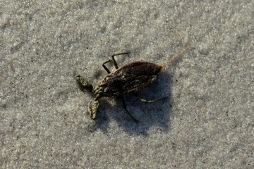 Wasserskorpion