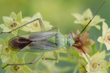 Zweipunktige Wiesenwanze