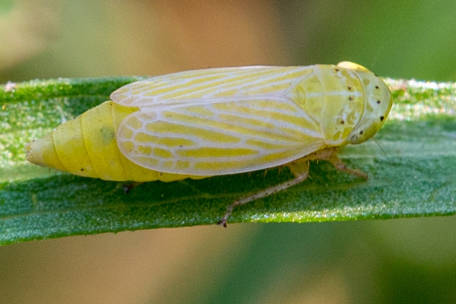 Punktierte Graszirpe