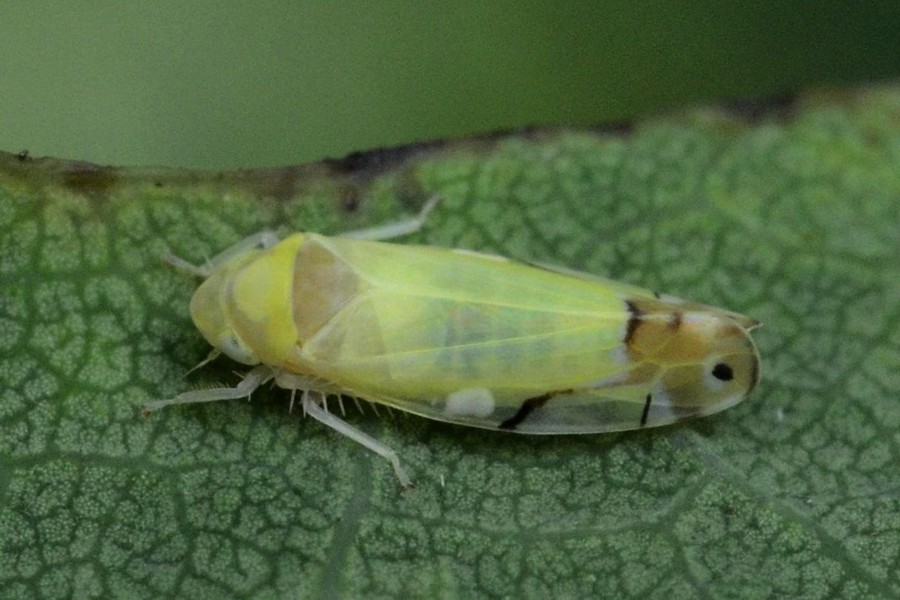 Schöne Elfenzikade