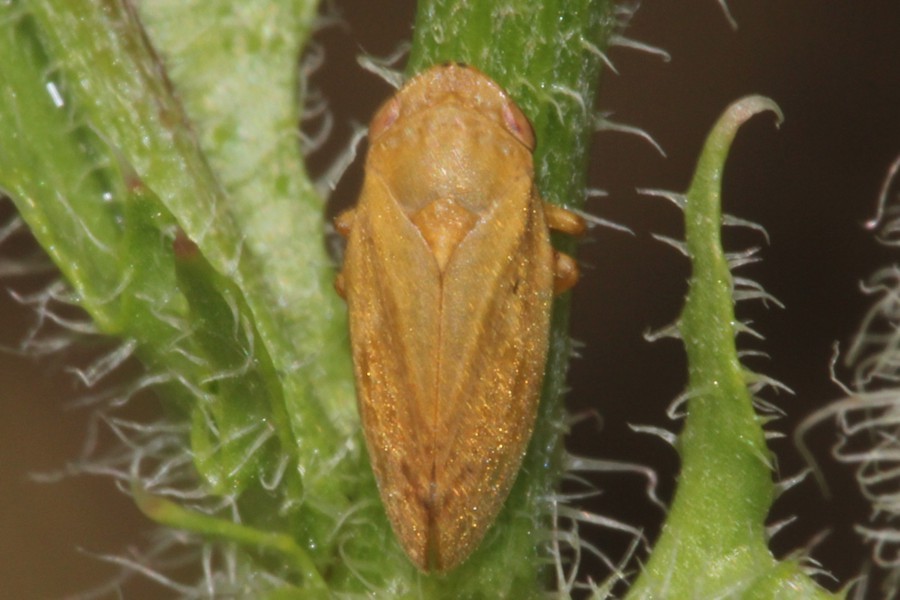 Wiesenschaumzikade