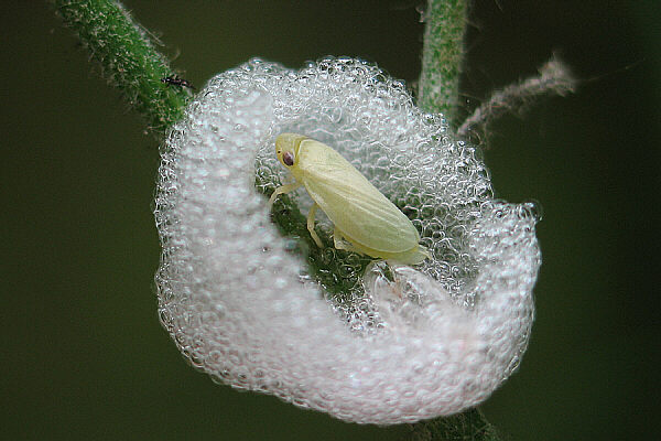 Wiesenschaumzikade