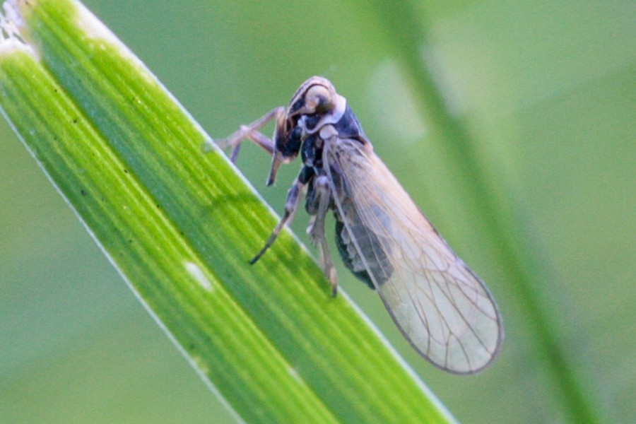 Wiesenspornzikade