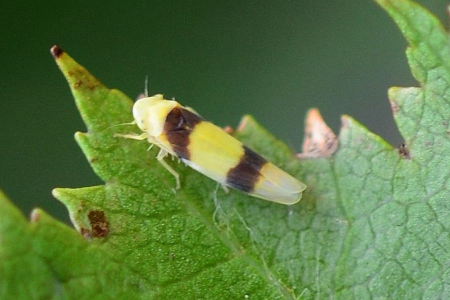 Gebänderte Blattzikade