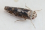 Allygus maculatus