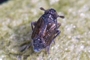 Javesella dubia