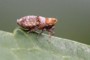 Conomelus anceps