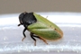 Tettigometra laeta