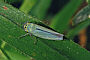 Cicadella viridis