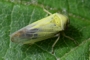 Oncopsis carpini