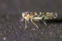 Eupteryx stachydearum