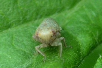 Wiesenkleezirpe